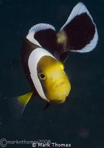 Panda anemone fish.
KBR - Lembeh. by Mark Thomas 